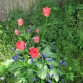 Red tulips green grass and blue small hyacinths a colorful spring greetings Royalty Free Stock Photo