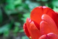 Red tulips in the green grass. The first spring flowers. Close up Royalty Free Stock Photo