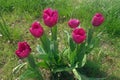 red tulips and green lawn