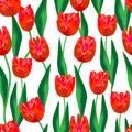 Wonderful Red tulips and green leaves on a white background. Wonderful seamless pattern.