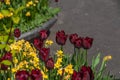 Red tulips in the garden