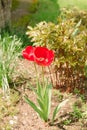 Red tulips grow in spring garden on bright sunny day. Floriculture and horticulture