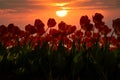 Red Tulips agains golden sunset Royalty Free Stock Photo