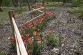 Red tulips growing around curve wooden fence