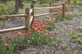 Red tulips growing around wooden fence background Royalty Free Stock Photo