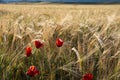 Red tulips growing in a field of wheat Royalty Free Stock Photo
