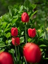 Red tulips growing in a garden Royalty Free Stock Photo