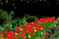 Red tulips growing in the garden. Royalty Free Stock Photo