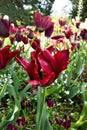 Red tulips in German garden Royalty Free Stock Photo