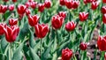 Red tulips growing in the park in spring. Beautiful flowers outside in springtime. Tulips in garden Royalty Free Stock Photo