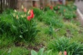 Red tulips growing in a rural spring garden