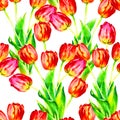 Red tulips, hand painted watercolor vector illustration, seamless pattern Royalty Free Stock Photo