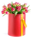 Red tulips in a hat box, isolated on white background