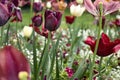 Red tulips in Hermannshof garden in Weinheim Royalty Free Stock Photo