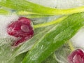 Red tulips in the ice Royalty Free Stock Photo