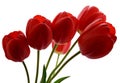 Red Tulips