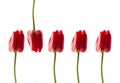 Red tulips isolated on white background. A row of tulips Royalty Free Stock Photo