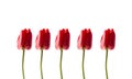 Red tulips isolated on white background. A row of tulips Royalty Free Stock Photo