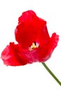 Red tulips isolated on white