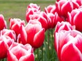 Red and white tulips in Keukenhof Botanical Garden, Holland