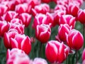 Red tulips in Keukenhof Botanical Garden, Holland