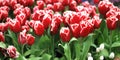 Red tulips