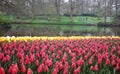 Red tulips