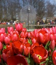 Red tulips in KeukenhofRed tulips in Keukenhof gardens