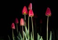 Red tulips - light paintings Royalty Free Stock Photo