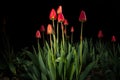 Red tulips - light paintings Royalty Free Stock Photo