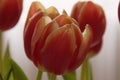 Red tulips lit by daylight - Front view Royalty Free Stock Photo