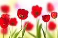 Red Tulips Royalty Free Stock Photo