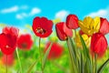 Red Tulips Royalty Free Stock Photo