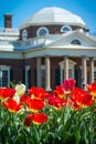 Red Tulips and Monticello Dome Royalty Free Stock Photo