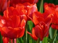 Red Tulips in morning light