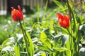 Red tulips in the morning light