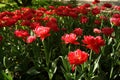 Red tulips in the Moscow Botanical garden