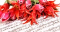 Red tulips with music sheet page Royalty Free Stock Photo