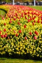 Red tulips near Buckingham Palace in London Royalty Free Stock Photo
