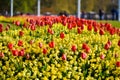 Red tulips near Buckingham Palace in London Royalty Free Stock Photo