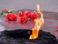 Red tulips near the eternal flame in memory of victims in the great Patriotic war Royalty Free Stock Photo
