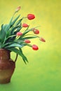 Red tulips in old jug Royalty Free Stock Photo