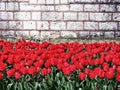 Red tulips and old wall Royalty Free Stock Photo