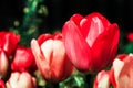 Red tulips, with one flower selectively focused, isolated against a red and green bokeh out of focus dark background Royalty Free Stock Photo