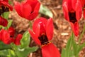 Red tulips with one petal flapped open like trap door Royalty Free Stock Photo