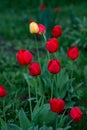 Red tulips and one yellow tulip after spring rain. Royalty Free Stock Photo