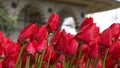 Red tulips with oriental background