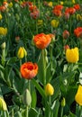 Red Tulips Outdoor, Spring Tulipa Flowers Royalty Free Stock Photo