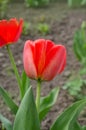 Red tulips Oxford blooming close up