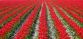 Red Tulips in Parallel Rows Royalty Free Stock Photo